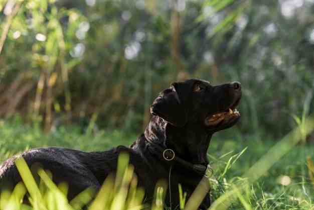 Labrador 20
