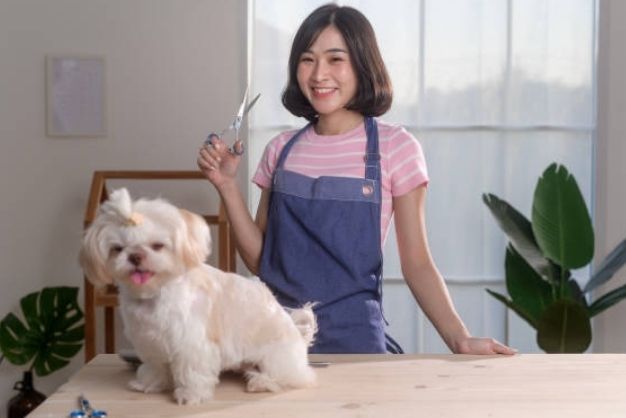 Poodle 4