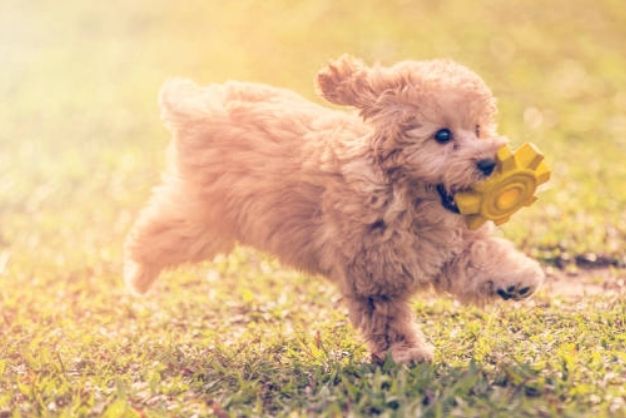 Poodle 5