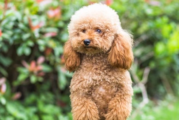 Poodle Copy
